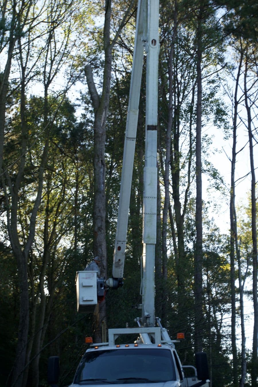 Bucket truck boom raised among tall pines