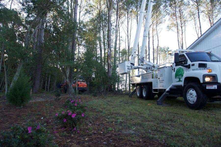 Tree Works bucket truck working tall pines next to a house