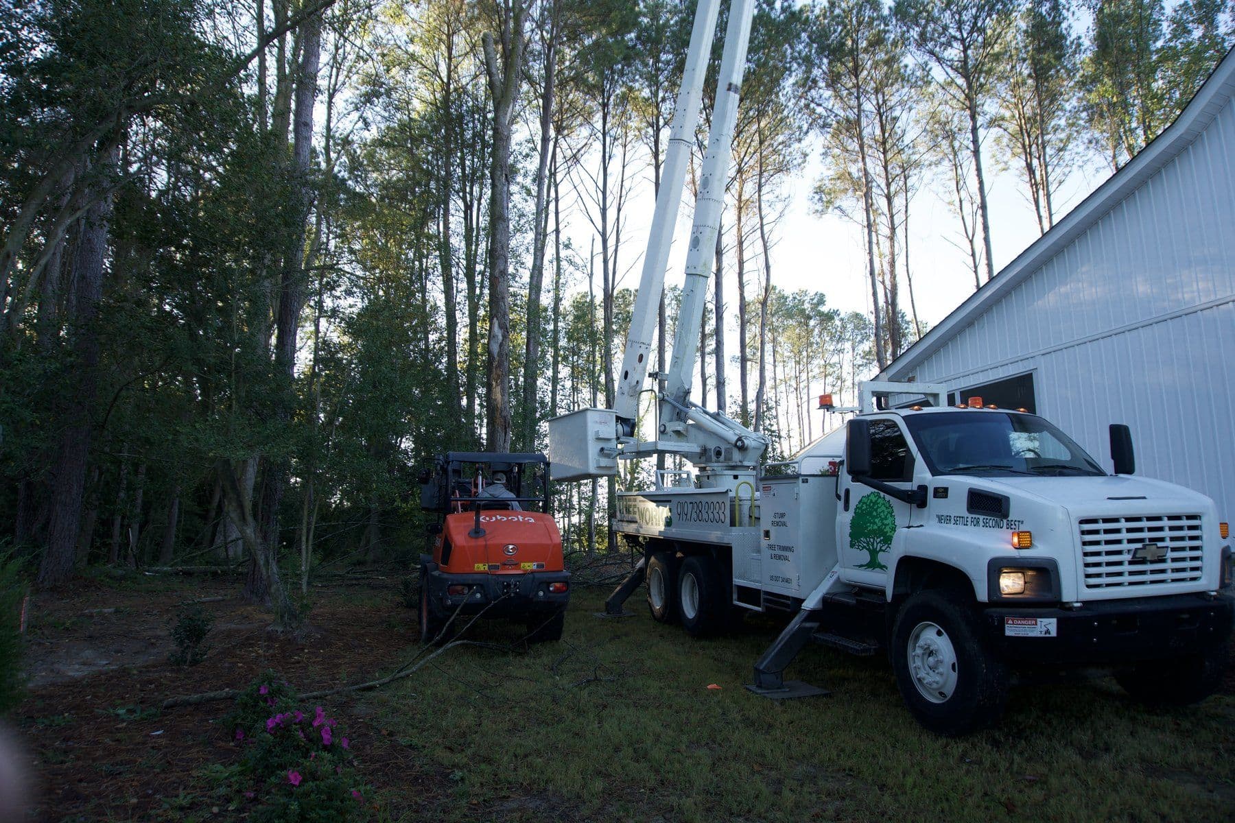 Tree Works bucket truck and Kubota loader working a stand of tall pines next to a house