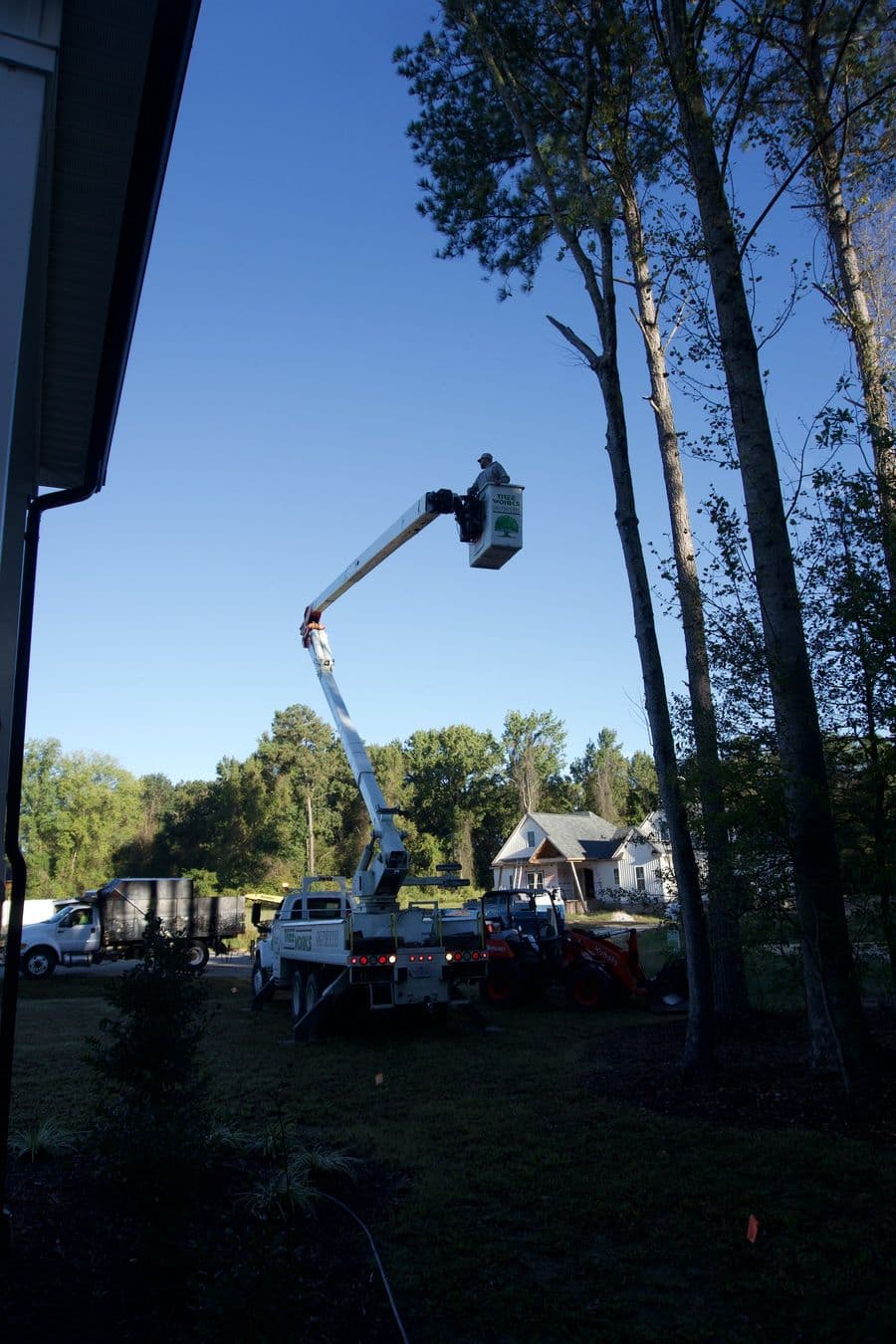 Crew member in the bucket working high in a pine