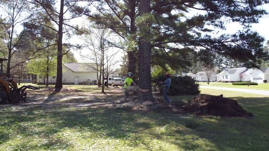 Crew member felling a large pine in a residential yard with houses behind