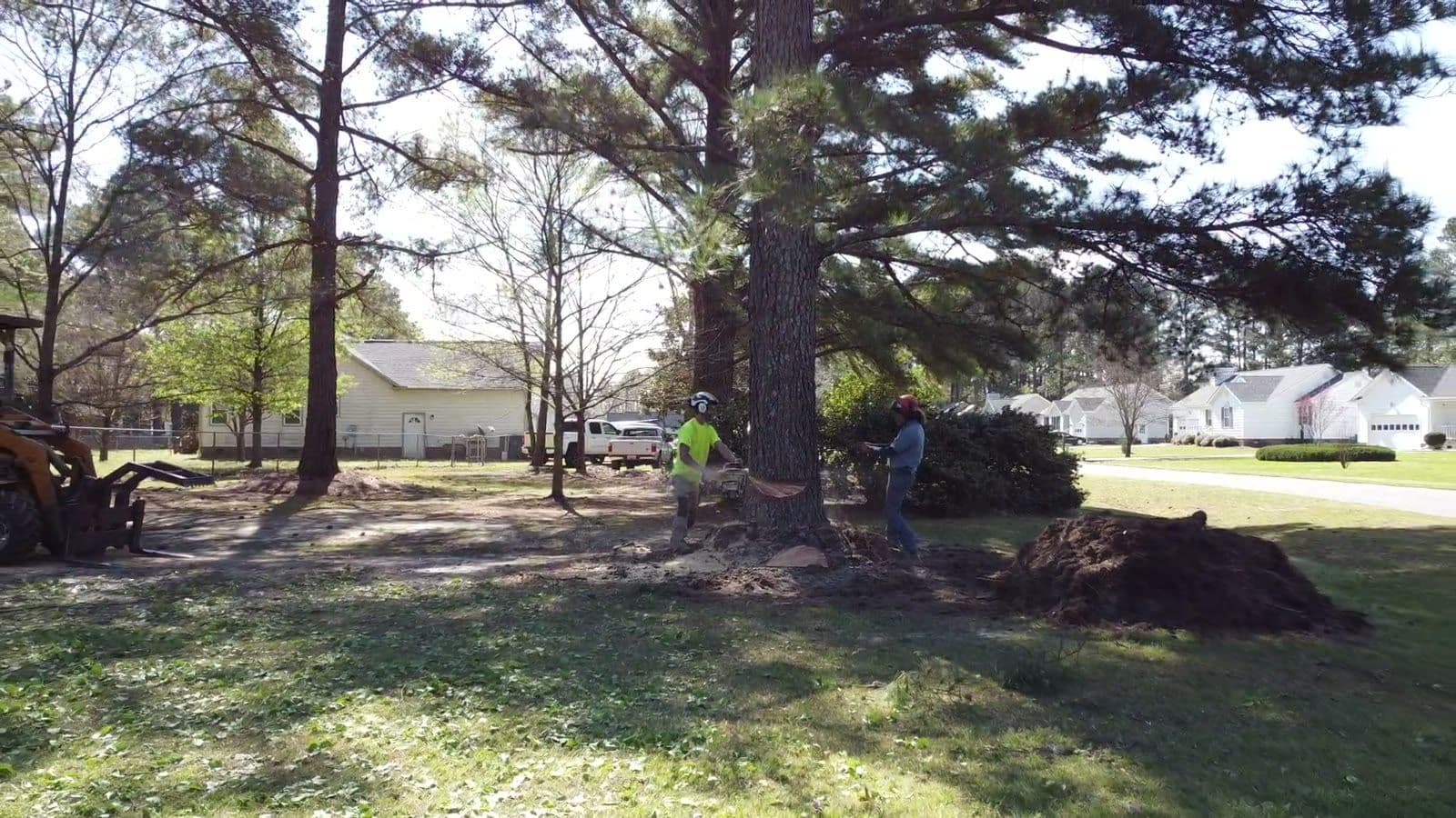 Crew member felling a large pine in a residential yard with houses behind
