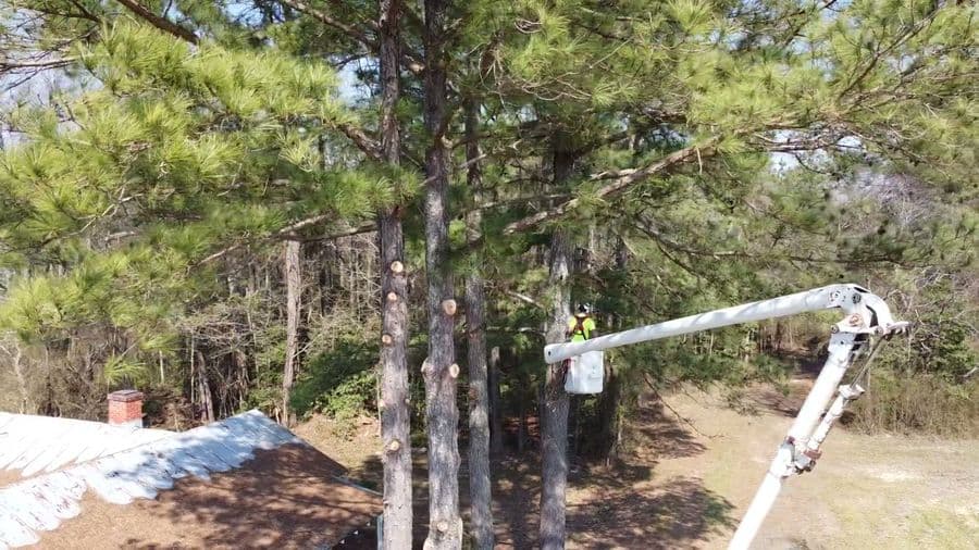 Bucket truck working in a row of tall pines beside a small house